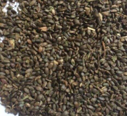 李先付藥材種植專業(yè)合作社航天丹參種子，亳州丹參種子價(jià)格