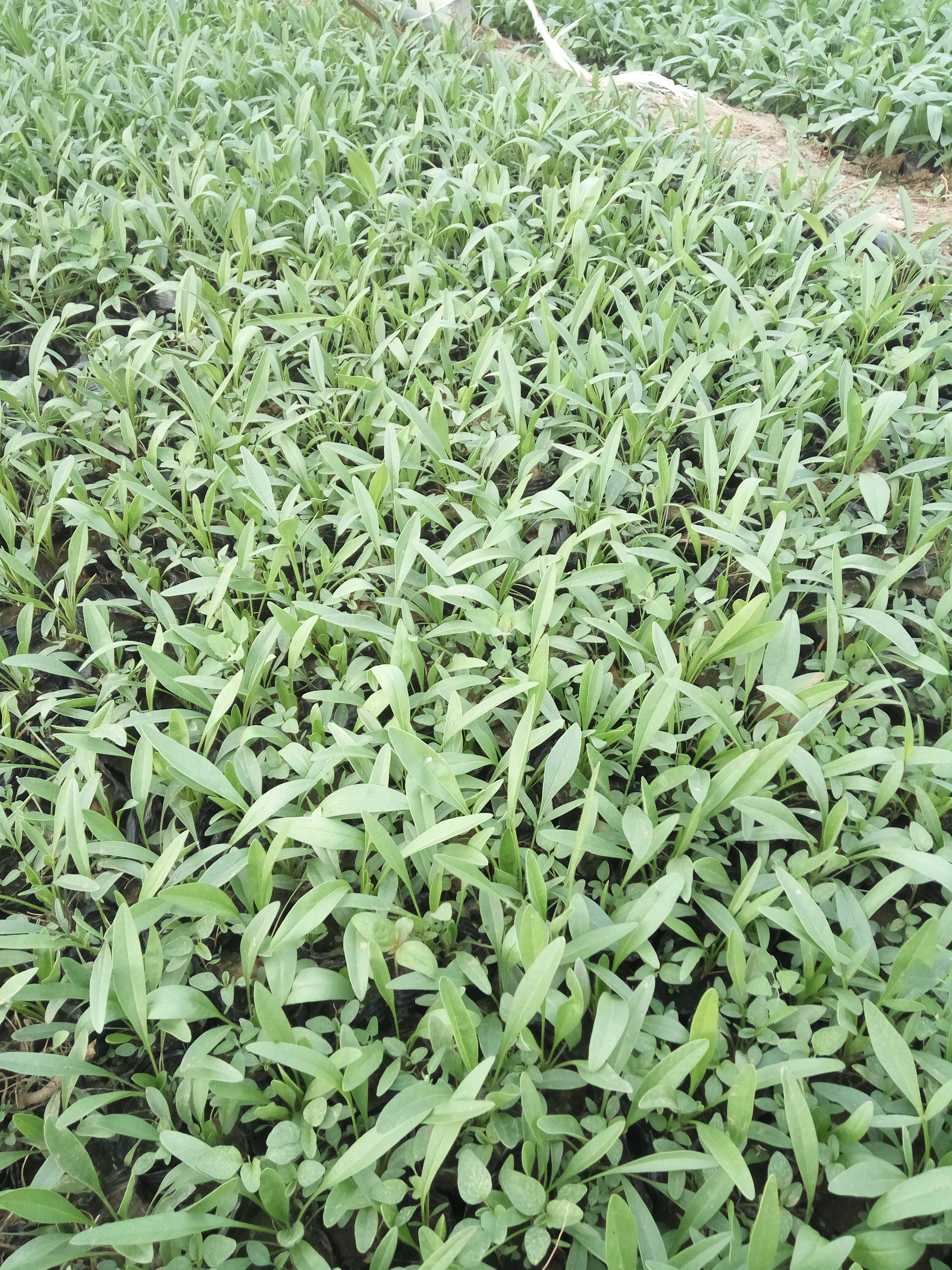 金雞菊價(jià)格@天人菊基地@山東宿根基地@荷蘭菊報(bào)價(jià)@營養(yǎng)杯菊花