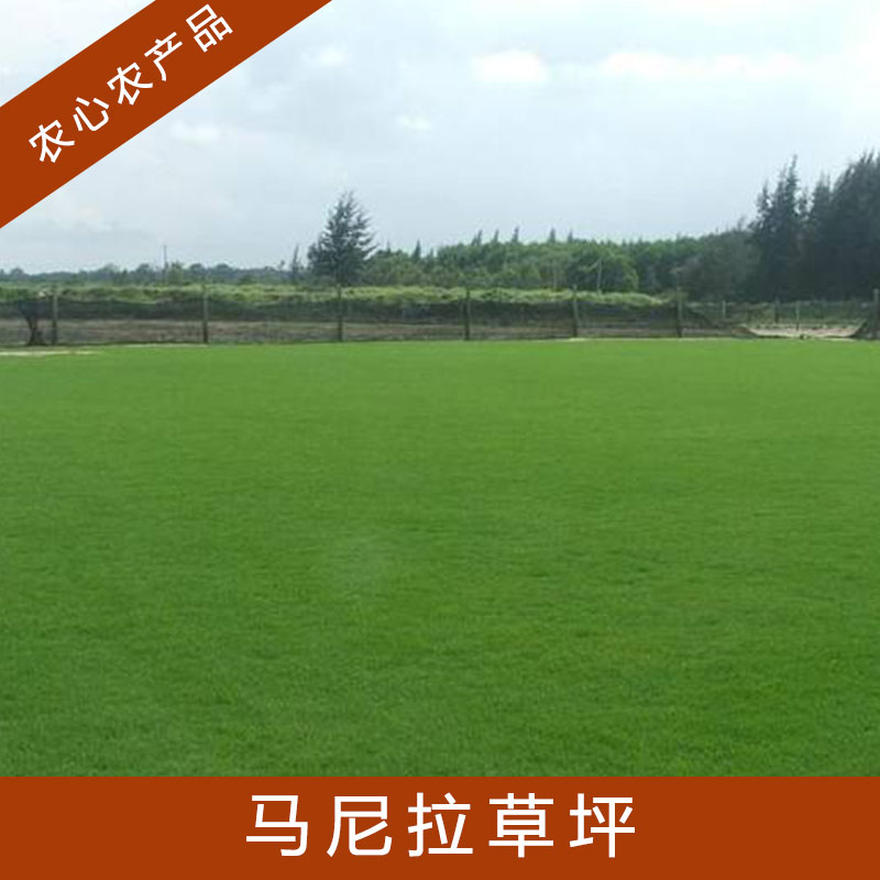 安徽馬尼拉草坪_馬尼拉草坪多少錢_馬尼拉草坪批發(fā)基地