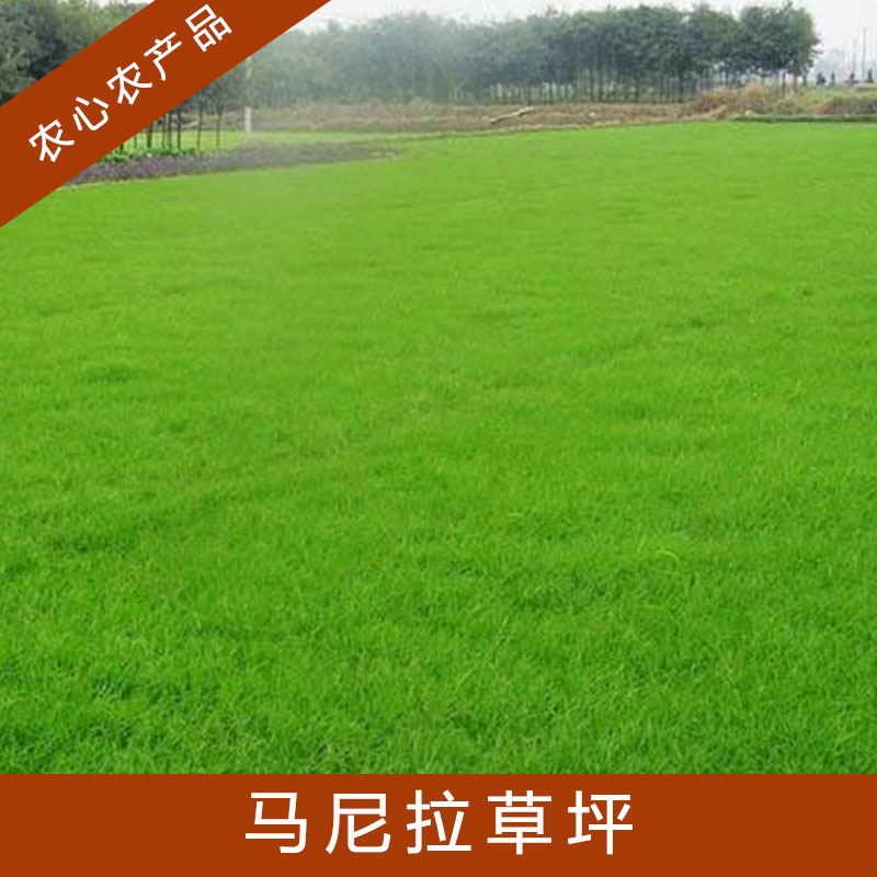 安徽馬尼拉草坪_馬尼拉草坪多少錢_馬尼拉草坪批發(fā)基地