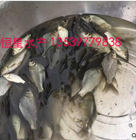 鯽魚苗 水產(chǎn)品供應(yīng)商 水產(chǎn)品廠家 水廠品批發(fā)