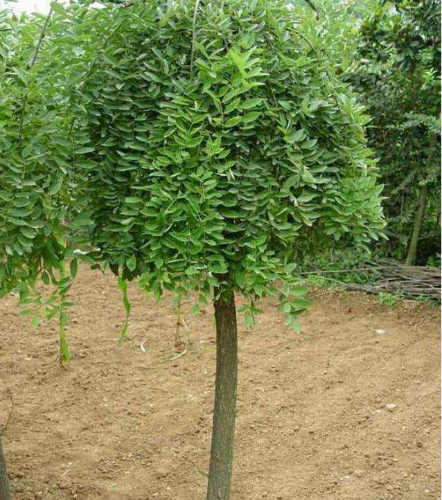 山西國槐批發(fā)價格_山西國槐供應(yīng)_山西國槐種植地_山西國槐種植_