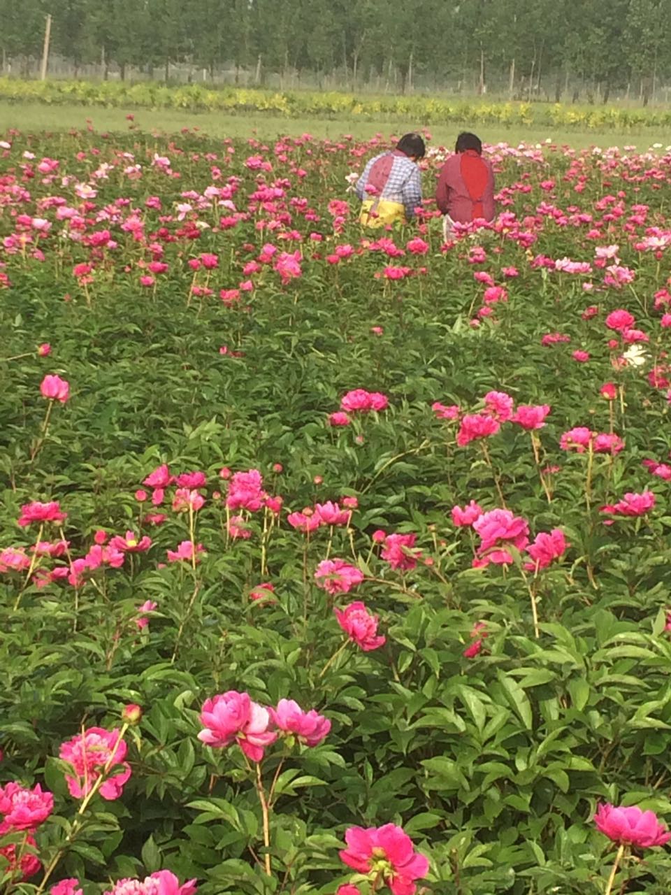 2017芍藥花價(jià)格
