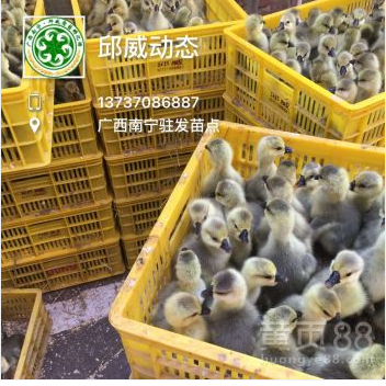 供應批發(fā)純種獅頭鵝苗馬崗鵝苗大白鴨苗品種保證包打疫苗