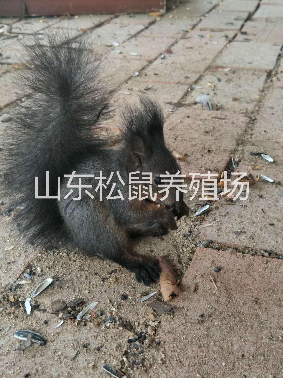 *馴養(yǎng)魔王**好養(yǎng)嗎新手必看*怎么養(yǎng)