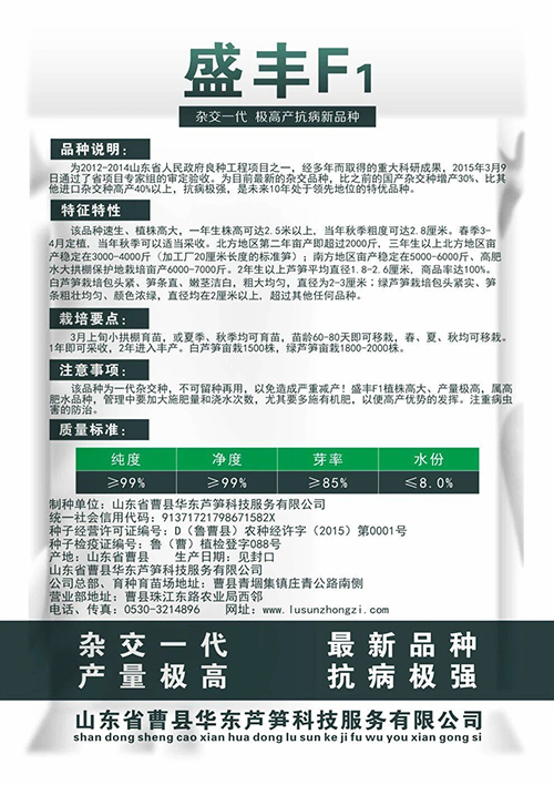 山東曹縣蘆筍種子盛豐F1 國產(chǎn)四季蔬菜蘆筍種子石刁柏