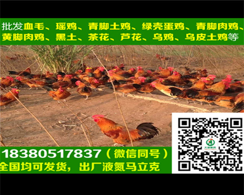 銅仁土雞2號雞苗廠家直銷，土雞2號雞苗產(chǎn)蛋管理
