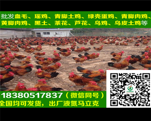 畢節(jié)麻羽綠殼蛋雞苗批發(fā)商，麻羽綠殼蛋雞苗日常喂養(yǎng)