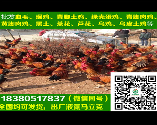 濟(jì)南雞苗銷售商，雞苗飼養(yǎng)