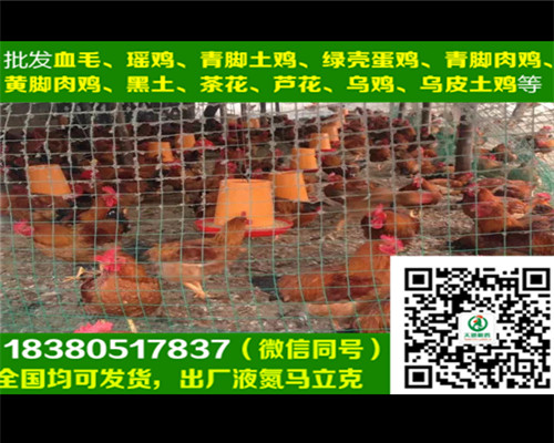 遼陽五黑綠殼蛋雞苗價格，五黑綠殼蛋雞苗圖片