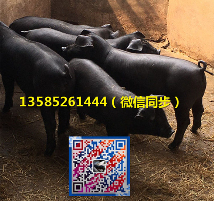 江蘇蘇太母豬價(jià)格，蘇太黑豬價(jià)格 江蘇黑豬蘇太母豬價(jià)格