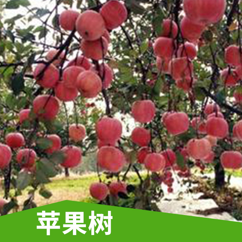 山東蘋果樹基地|山東3-15公分蘋果樹批發(fā)|山東蘋果樹價(jià)格