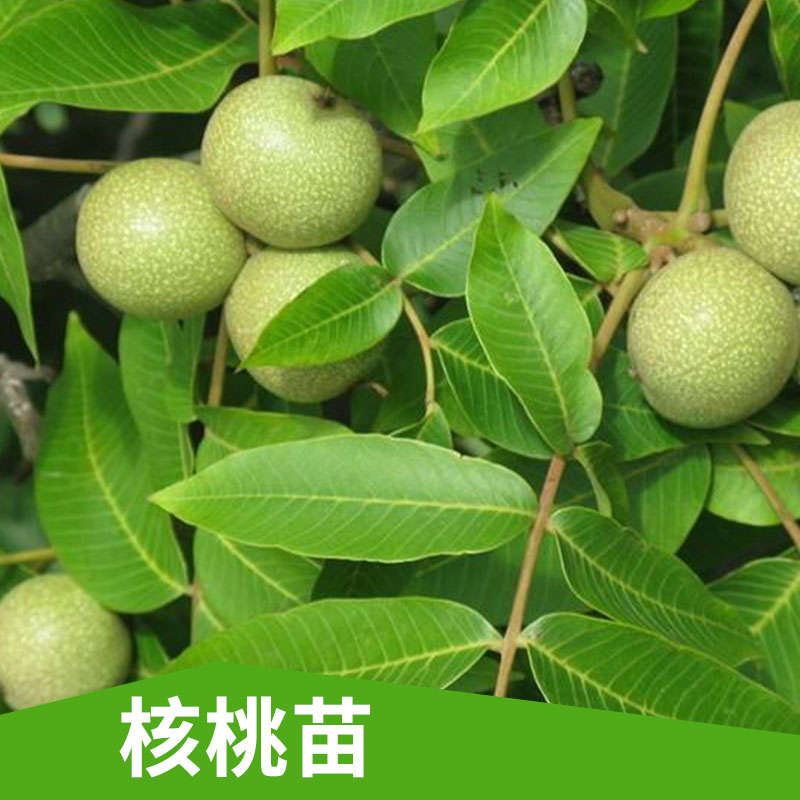 大量批發(fā) 核桃苗出售  新品種薄皮 樹苗當(dāng)年結(jié)果嫁接核桃