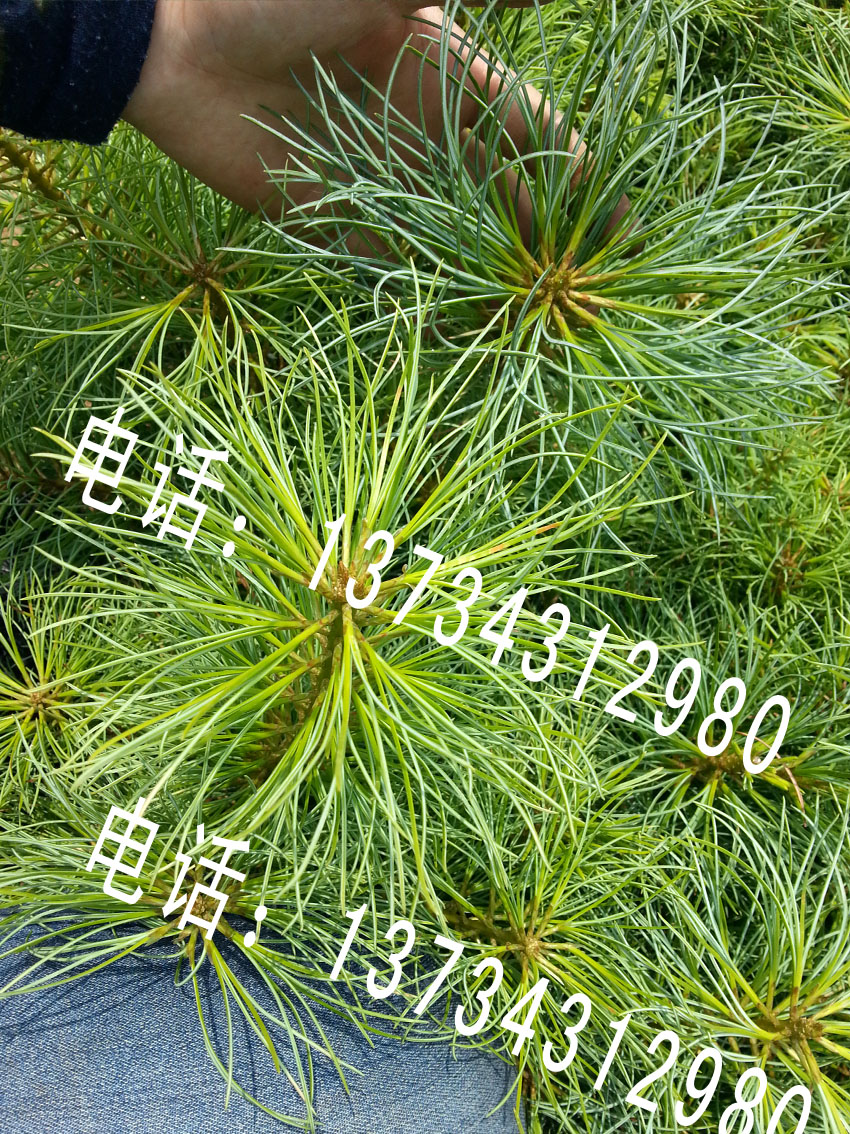 山東日照五蓮華山松樹苗大量批發(fā)出售聯(lián)系電話 華山松小苗 華山松求購