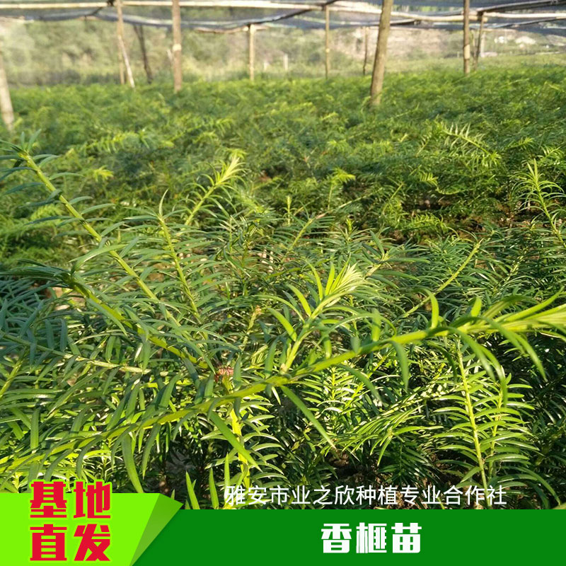 雅安業(yè)之欣種植基地直銷香榧苗香榧草苗香榧樹種子嫁接苗批發(fā)