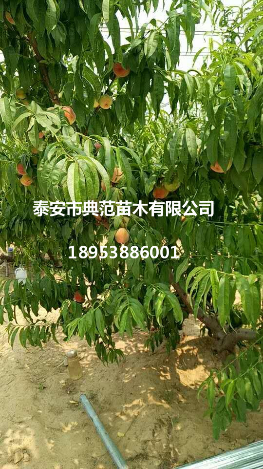 山東桃樹苗基地 各品種桃樹苗批發(fā)