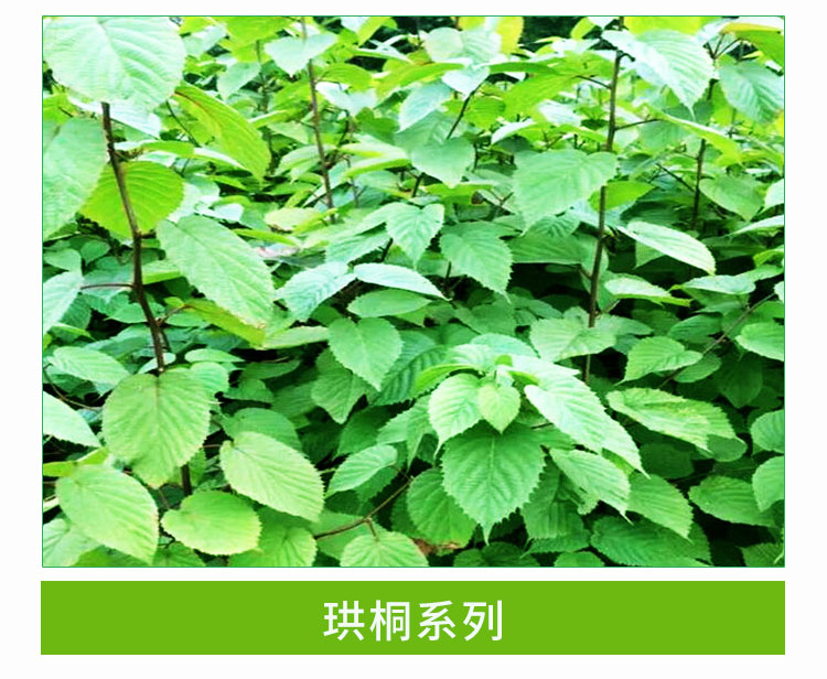 珙桐種子種苗批發(fā)珙桐工程綠化樹鴿子花樹苗/和平樹苗木