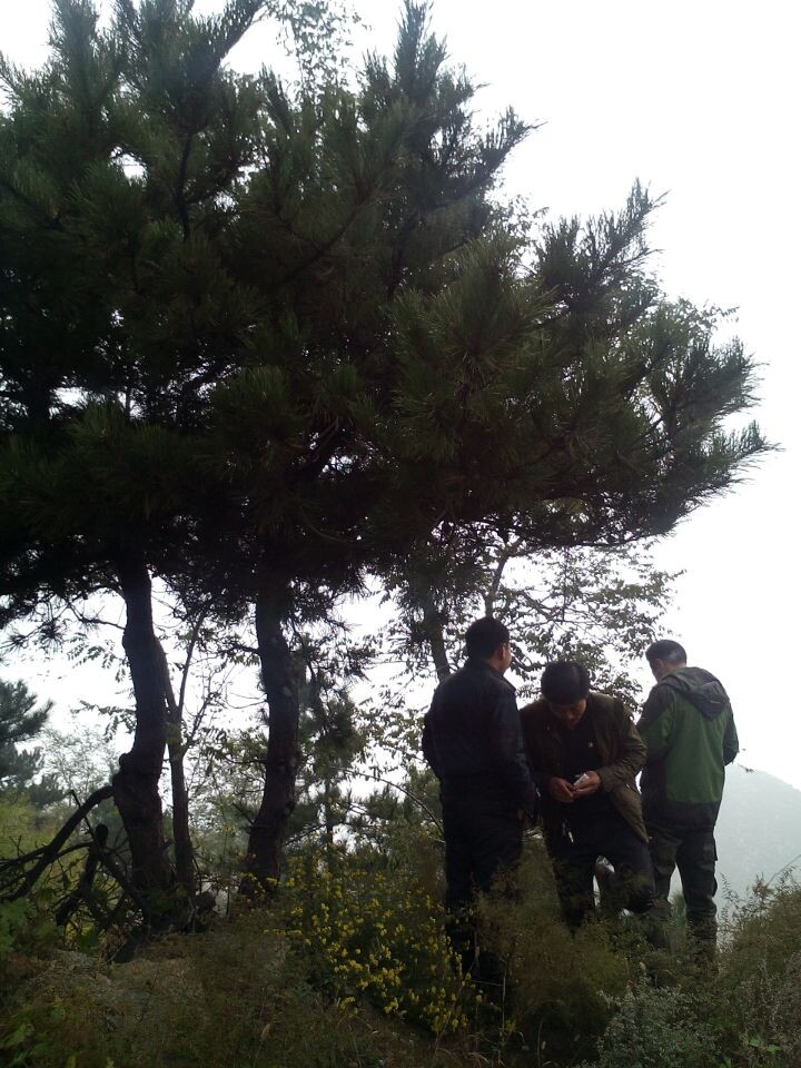 油松山西油松苗基地二米油松苗批發(fā)河北油松苗價格