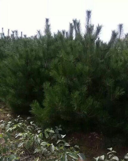 油松山西油松苗基地二米油松苗批發(fā)河北油松苗價格