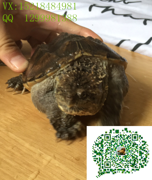 西安*公_佛鱷種龜_黃殼鱷龜 活體包郵