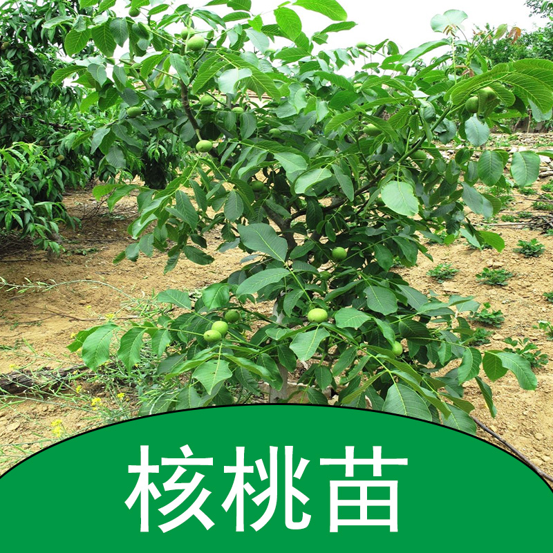內(nèi)蒙古核桃樹(shù)價(jià)格@山西核桃樹(shù)基地@天津山西核桃樹(shù)批發(fā)