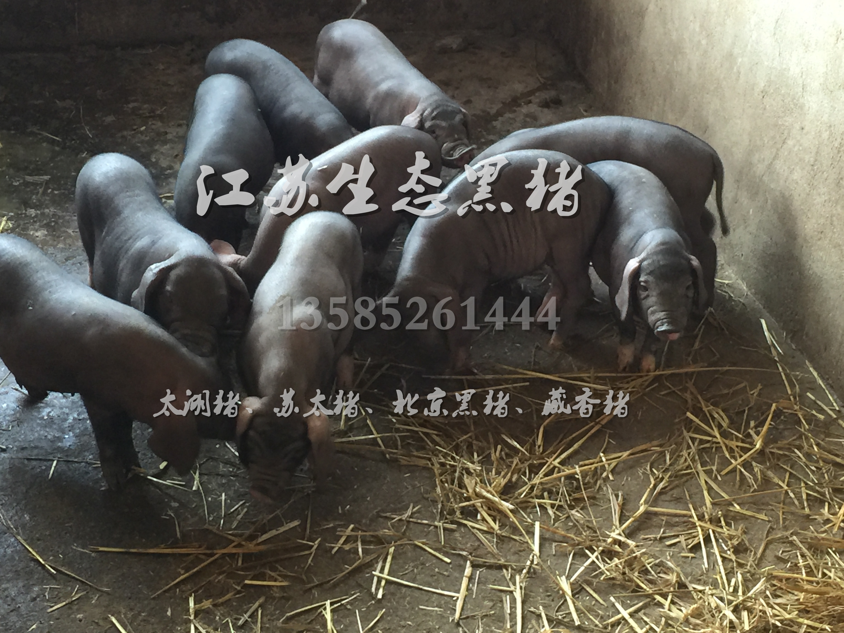 成都太湖黑豬價格