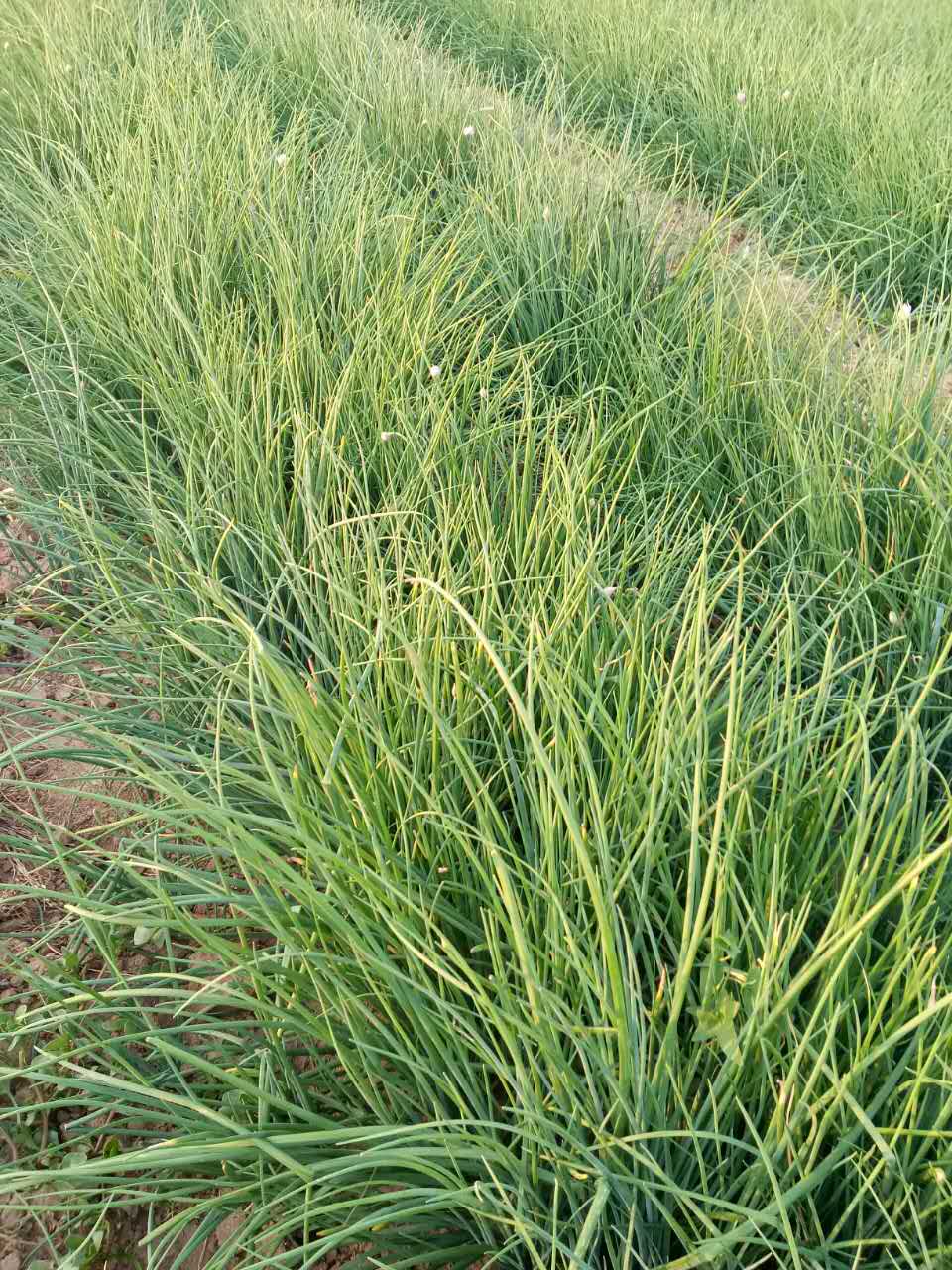 山東四季香蔥種植