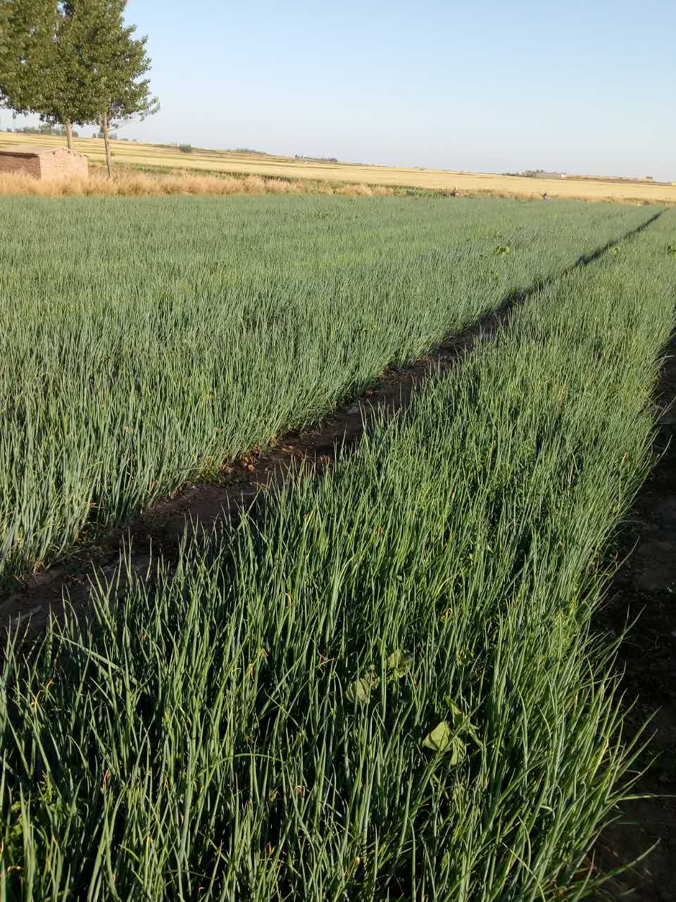 山東香蔥種植  香蔥出口