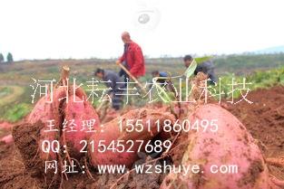 廊坊徐薯18紅薯品種 銅陵徐薯18紅薯價(jià)格 徐薯18紅薯