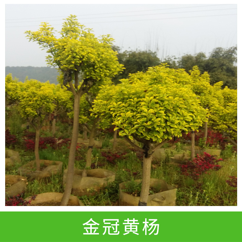 大量供應(yīng)優(yōu)質(zhì) 金冠黃楊 小苗 *廠家直銷栽培供應(yīng)小苗盆栽