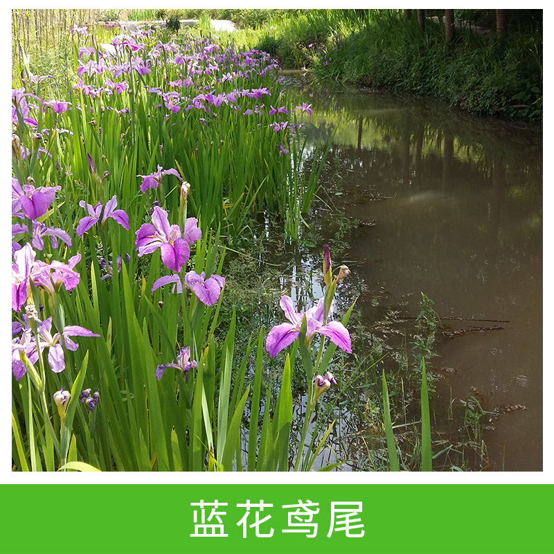 藍(lán)花鳶尾 四季常綠不落葉 庭院陽臺盆栽觀賞花境美化