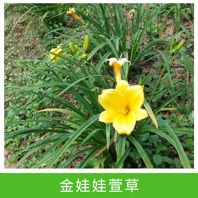 苗圃直銷宿根植物 大花 金娃娃萱草 庭院園林地被綠化 價(jià)格從優(yōu)