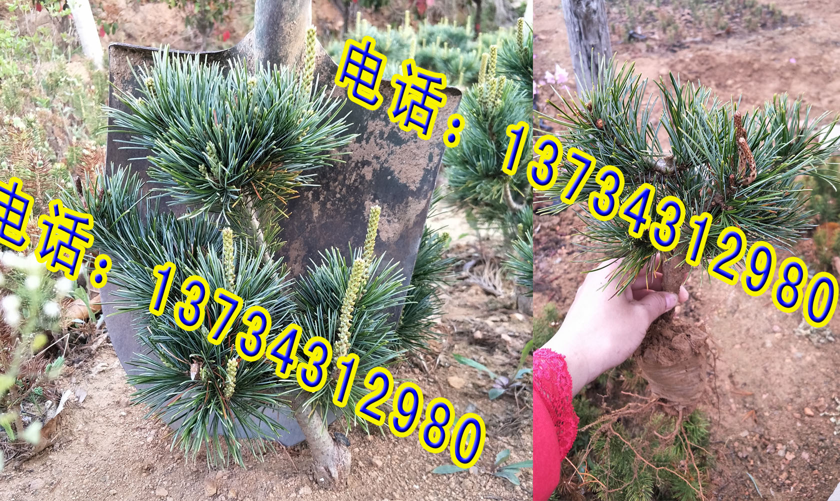 日照五蓮五針?biāo)稍煨团杈皹涿?五針?biāo)杉藿?五針?biāo)杉藿用?五針?biāo)擅?嫁接五針?biāo)?  title=