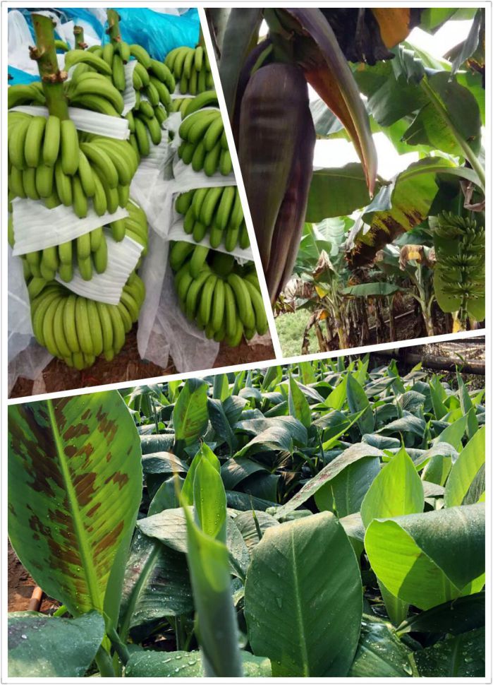 大量出售粉蕉苗 粉蕉苗供應(yīng)商 香蕉種苗批發(fā)
