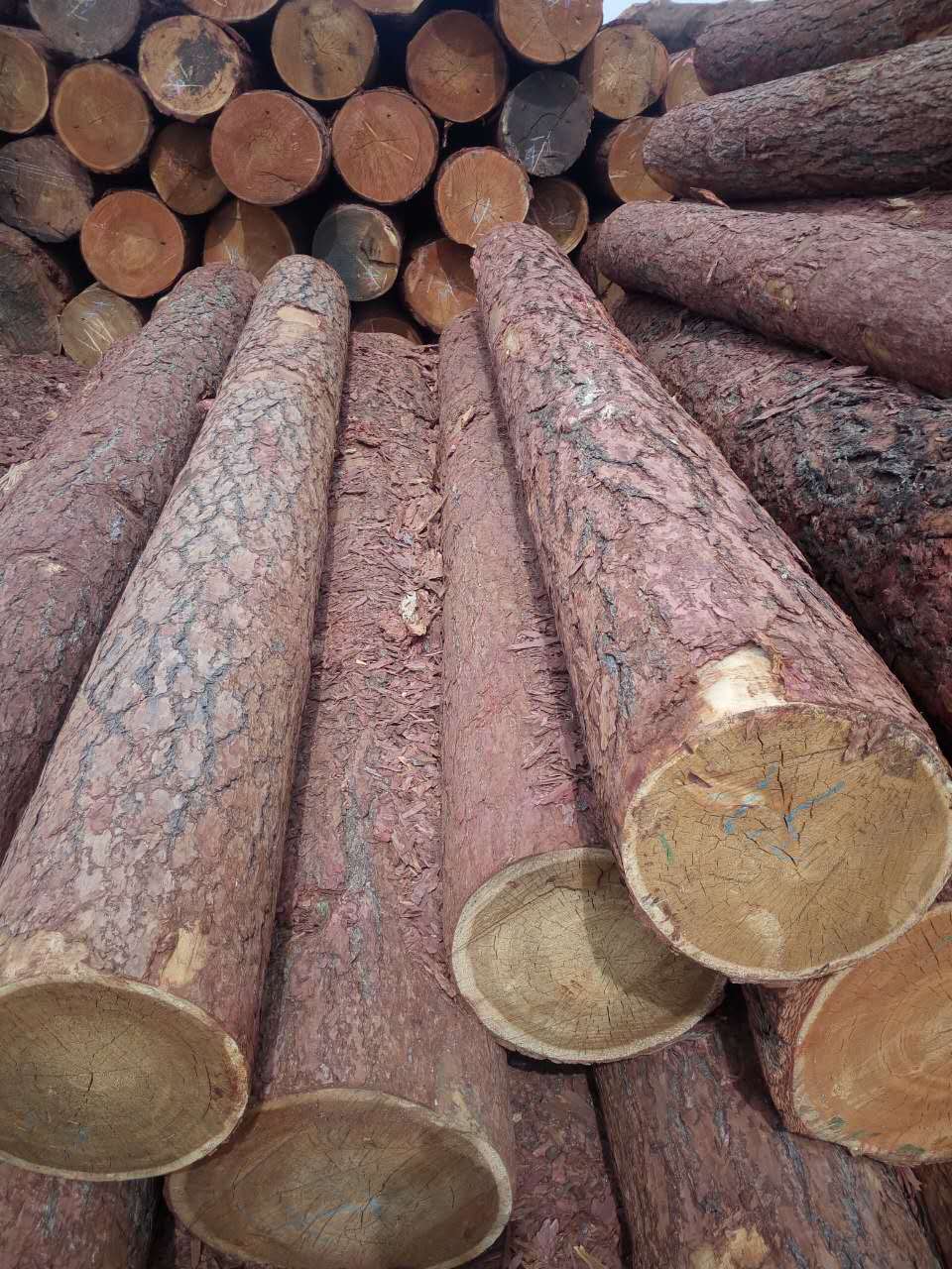 滿洲里 俄羅斯樟子松