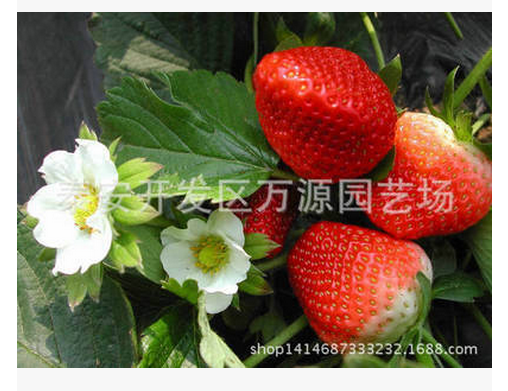 草莓苗章姬 草莓苗廠家 山東草莓苗 草莓苗批發(fā) 草莓苗產(chǎn)品 草莓苗直銷 草莓苗廠家電話 草莓苗直銷 草莓苗 四季草莓苗