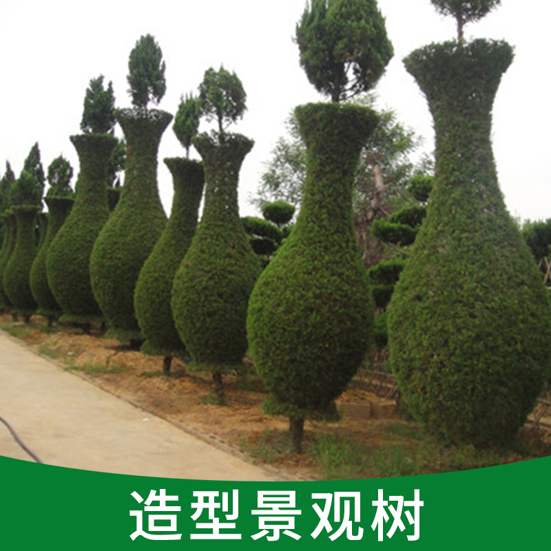 供應(yīng)造型景觀樹(shù)、造型美麗各異、數(shù)量有限、*出售