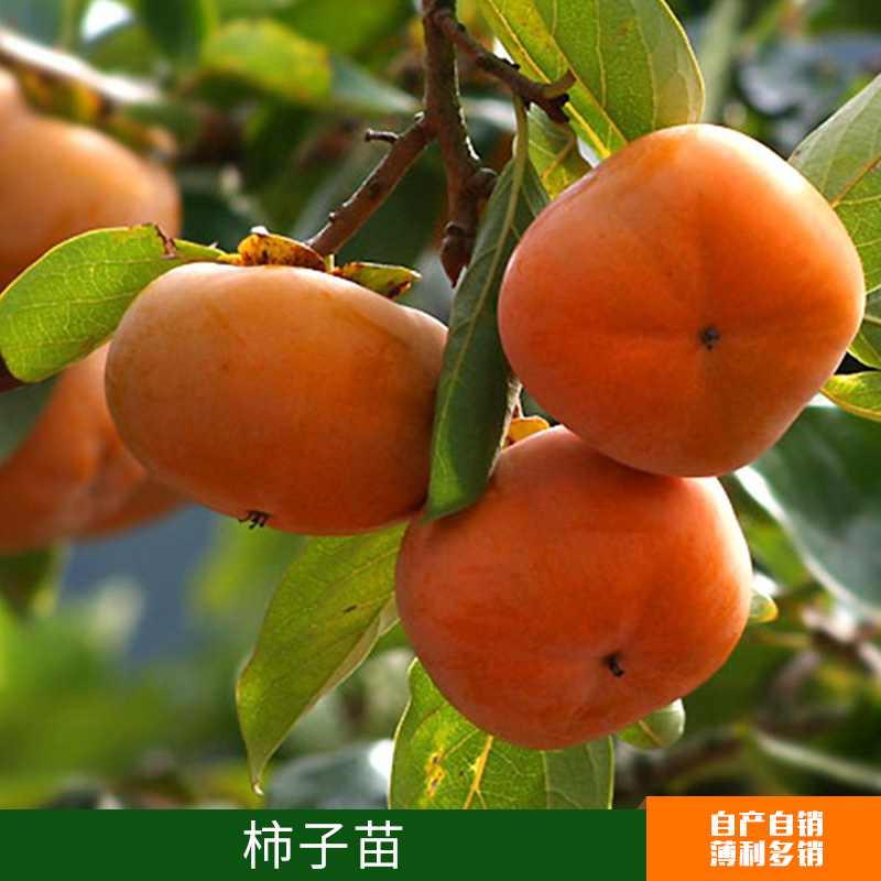 大量供應(yīng)柿子苗出售 果苗 嫁接果樹苗