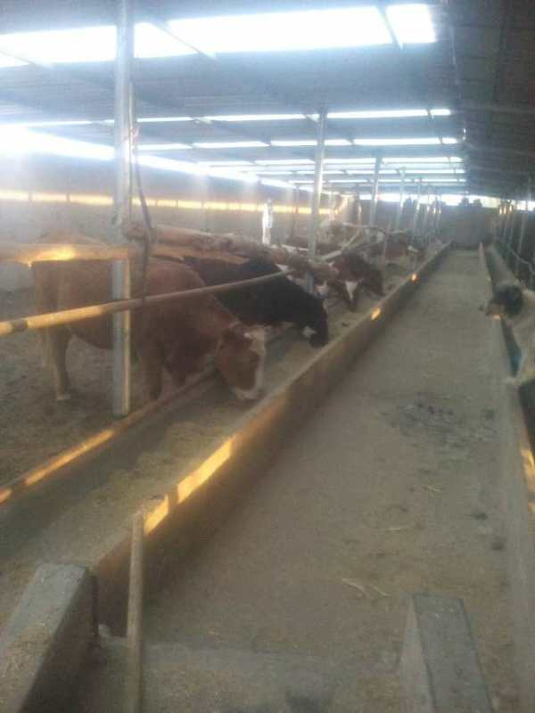 肉牛   甘肅省肉牛養(yǎng)殖