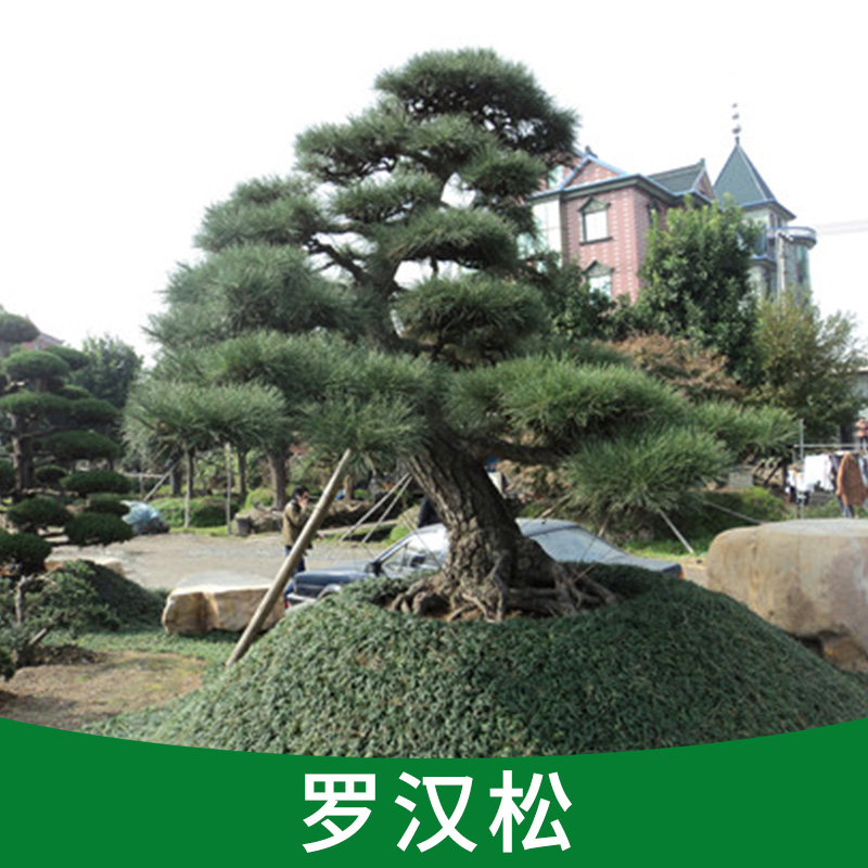 盆栽植物 可水培 羅漢松 辦公室 花卉 室內 綠植進化空氣