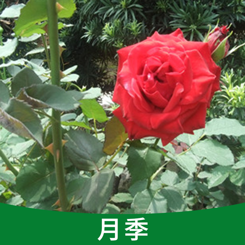 嫁接品種大花月季、 陽臺(tái)辦公盆栽花苗、大型種植基地