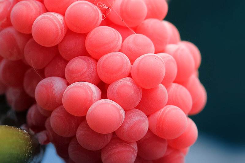 供進口天然濃縮果汁，紅葡萄濃縮汁