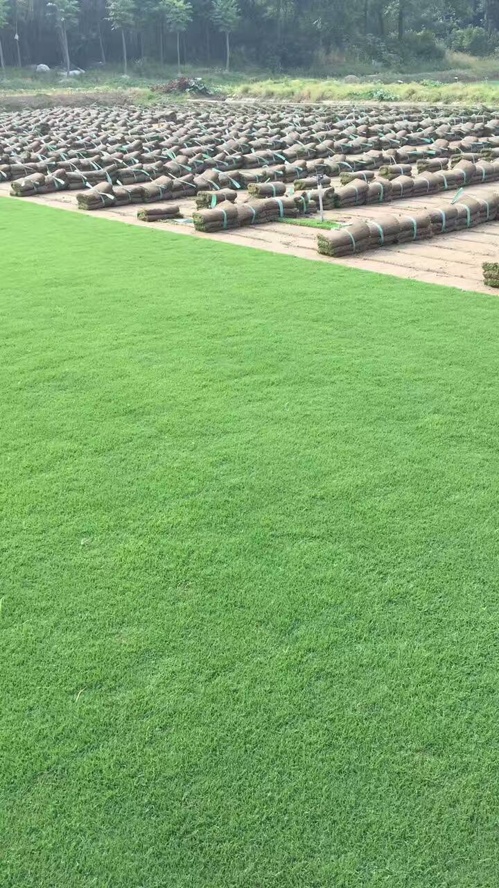 沙培果嶺草廠家 沙培果嶺草報(bào)價(jià) 沙培果嶺草 沙培果嶺草