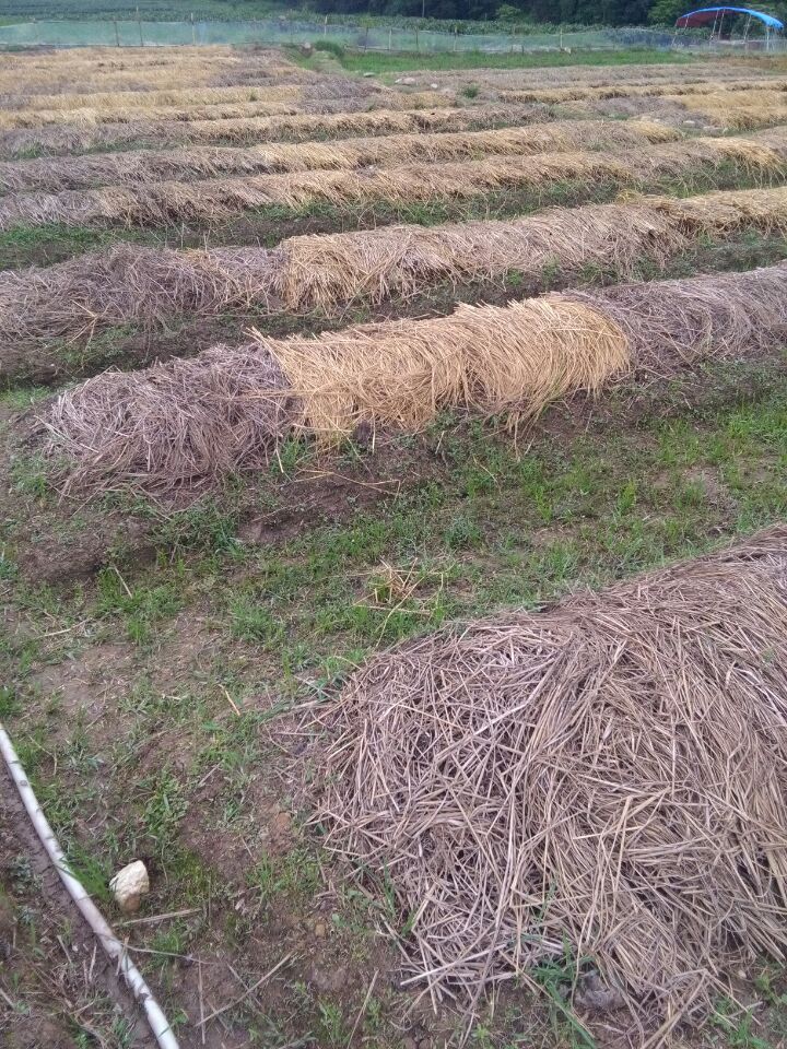 湖南蚯蚓糞報(bào)價(jià)|蚯蚓糞供應(yīng)商|蚯蚓糞批發(fā)價(jià)格