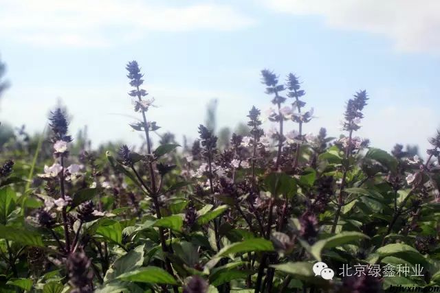 供應(yīng)LVXIN牌羅勒花種