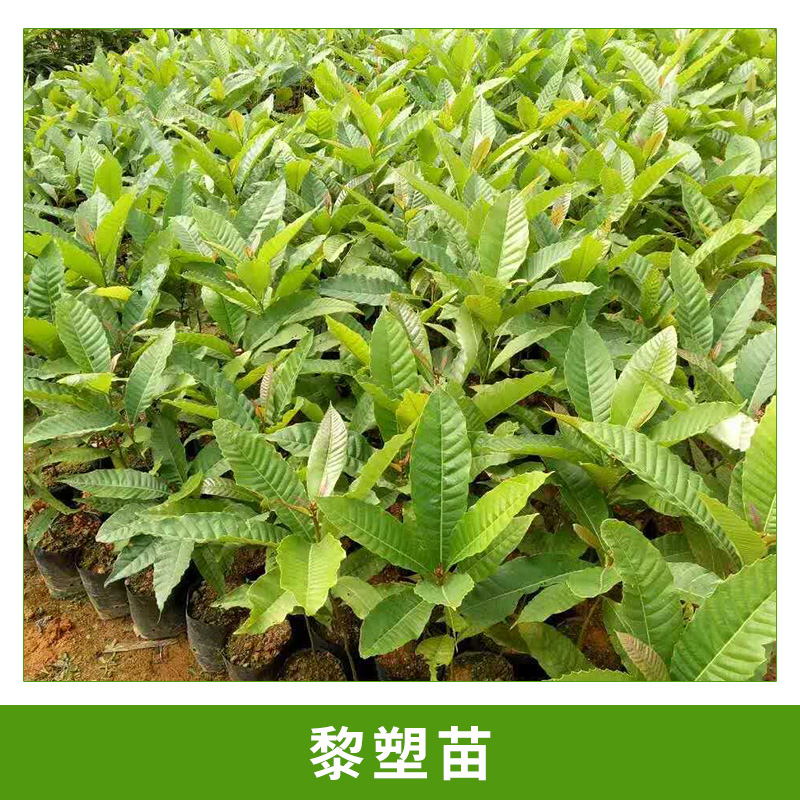 廣州大展綠化種苗場供應(yīng)黎塑苗園林植物黎塑樹綠植苗木基地直銷