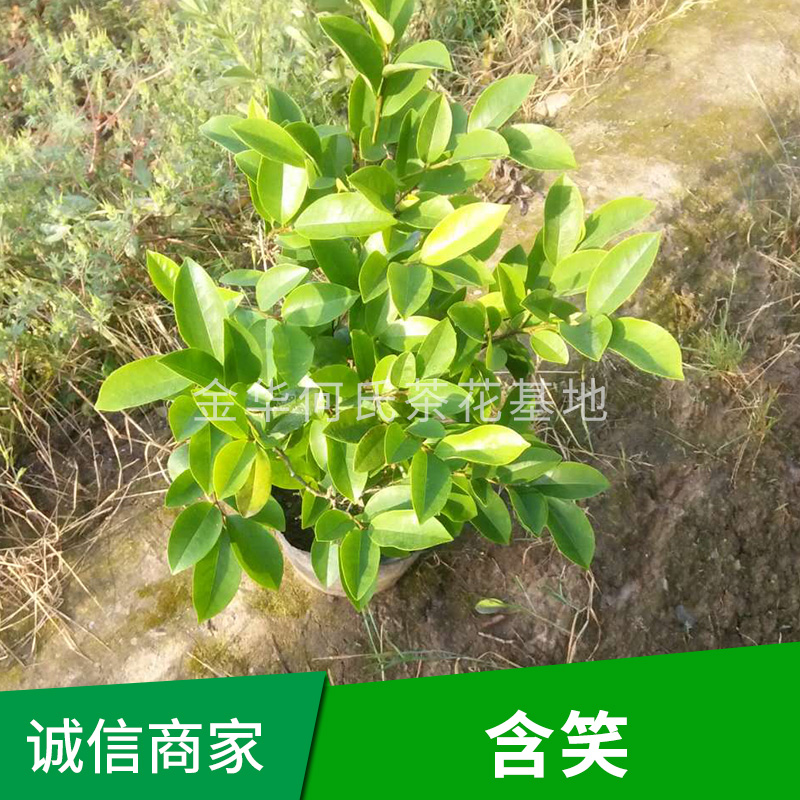 含笑樹 含笑種植基地 含笑樹批發(fā)