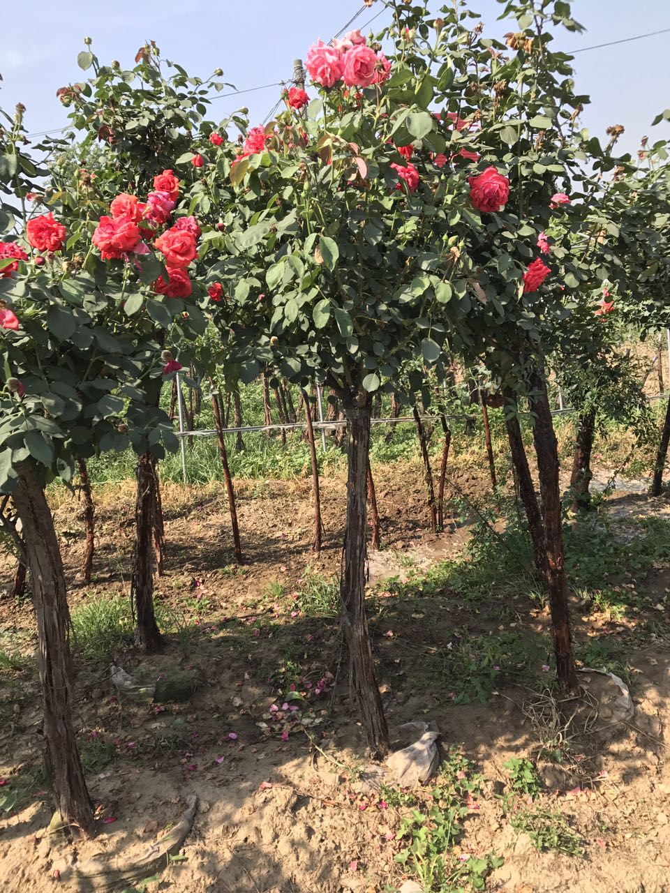 河南月季苗工程綠化@河南月季苗批發(fā)@山東月季苗基地