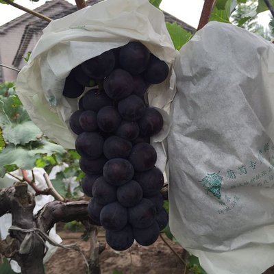京亞葡萄批發(fā)價格 新鮮葡萄 河南京亞葡萄
