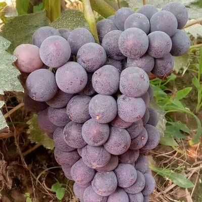 山東京亞葡萄 山東京亞葡萄種植 京亞葡萄批發(fā)價格